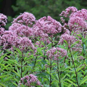Joe-Pye Weed